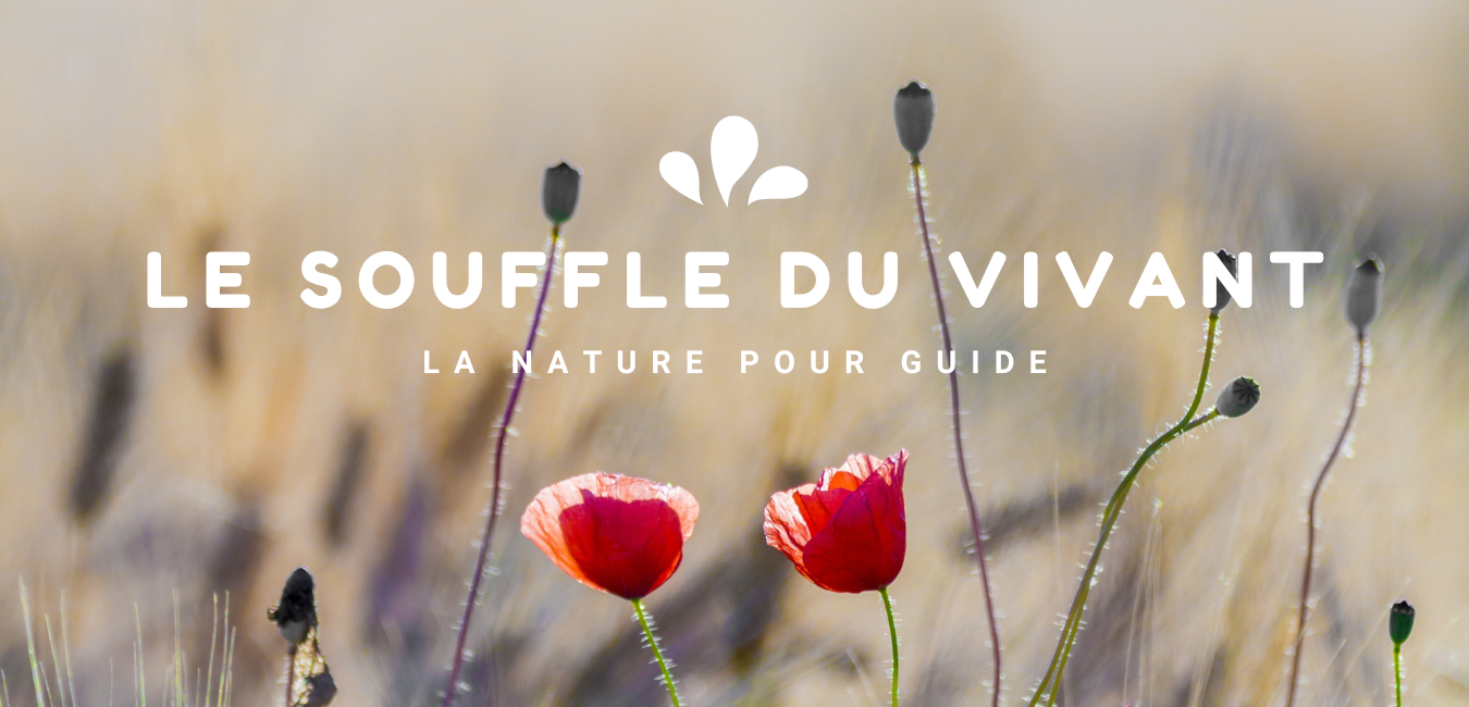 Coquelicots.png (1.07 MB)