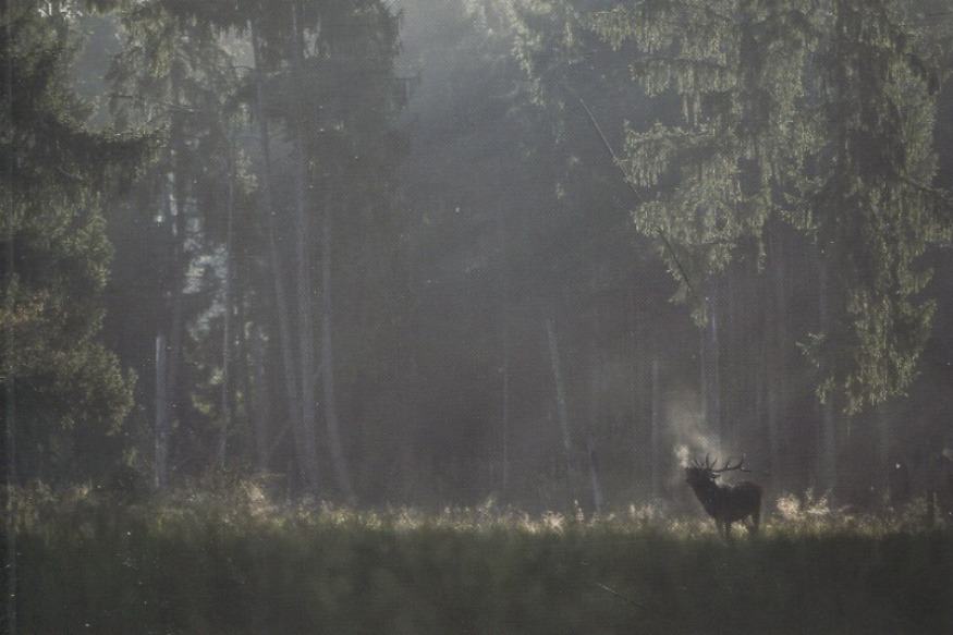 La vie est un roman # 03 mai 2022 # Karine Miermont, "Vies de forêt", L'Atelier contemporain